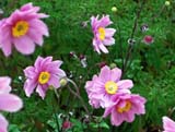 Anemone vitifolia Serenade