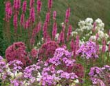 Eupatorium maculatum Augustrubin