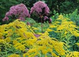 Eupatorium maculatum Atropurpureum  Euphorbia griffithi