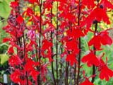 Lobelia fulgens Victoria