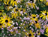 Rudbeckia  Gypsophila paniculata Flamingo