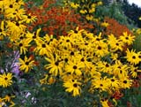 Rudbeckia speciosa