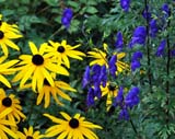 Rudbeckia sullivantii Goldsturm