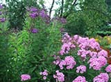 Vernonia crinita_Phlox Herbstvalzer