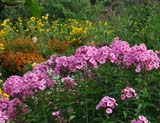 Vernonia crinita_Phlox Herbstvalzer