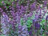 Salvia nemorosa Caradonna_Nepeta.fassenii_