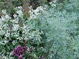 Artemisia arborescens Powis Castle