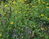 Rudbeckia triloba