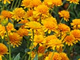 Heliopsis heliantoides var.scabra Asahi