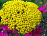 Achillea filipendulina Golden Plate