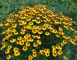 Helenium Rieger