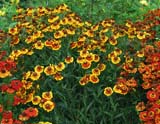 Helenium Bidermeier