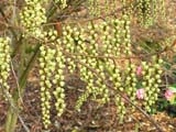 Stachyurus Chinensis