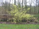 Stachyurus Chinensis