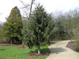 Picea breweriana