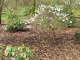 Magnolia stellata