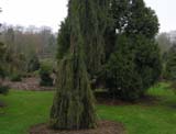 Sequoiadendron giganteum Pendulum