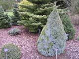 Picea glauca