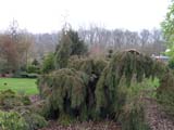 Sequoiadendron giganteum Barabits Requiem