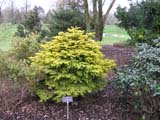 Abies nordmanianna Golden Spreader