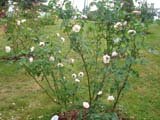 Rose Borboniana_1817 