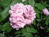 Rose Comte de Chambord 1860 