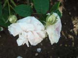 Rose Felicite Parmentier_1834 