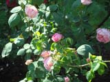 Rose Mme  Caroline Testout_1890 