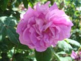 Rose Tour de Malakoff_1856 