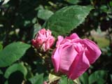 Rose Zenobia_1892 