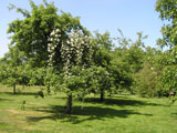 Rosa rubus