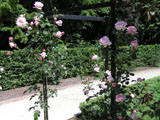   Hagoromo (Keisei Rose Nursery)_1970 