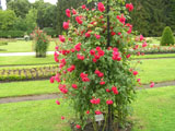 Paul's Scarlet Climber_Paul_1916