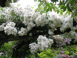 Rambling Rector_1912