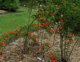 Rosa foetida bicolor