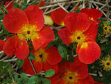 Rosa foetida bicolor