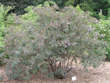 Rosa glauca