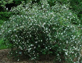 Rosa Spinnosissima Myriacantha