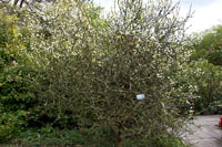 Poncirus Trifoliata