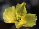 Papaver lapponicum