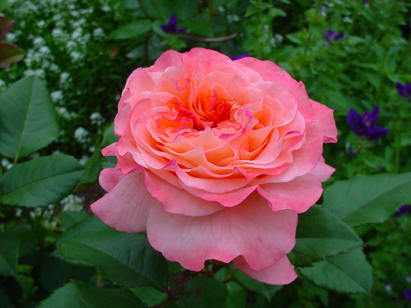 WEB САД - Фотобаза - Пионы - Coral Charm