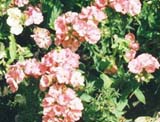 'Mount Hampden'