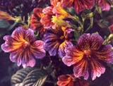 Salpiglosis sinuata_ 'Bolero'_Johnsons seeds