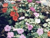  'Safary F2'