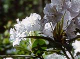  ('Cunninghams White')
