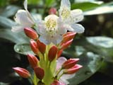    (Rh. brachycarpum)