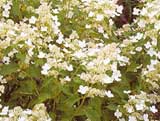 Hydrangea paniculata 'Kyushu'