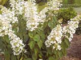 Hydrangea paniculata 'Tardiva'