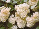 Hydrangea paniculata 'Lammetje'