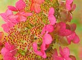     Hydrangea paniculata
